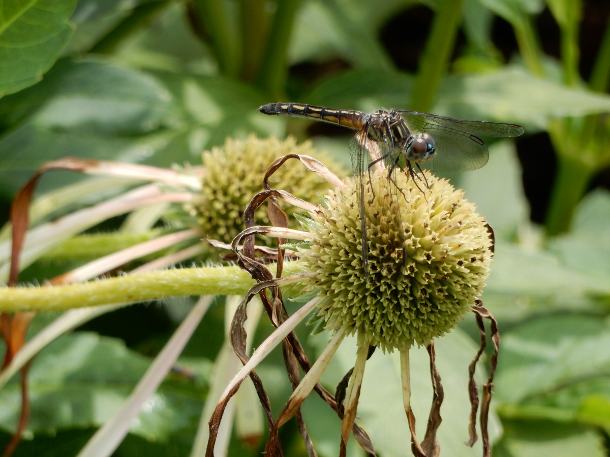 Dragonfly