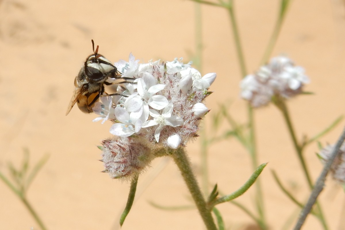 Insect on flower