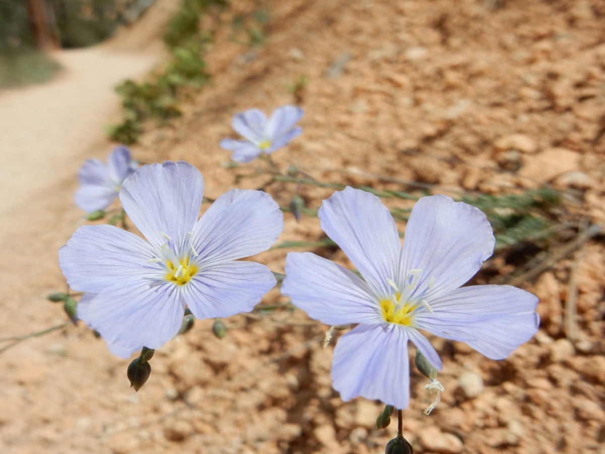 Flowers along trail